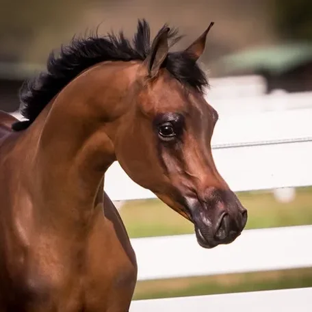Luxemere Latour as a yearling. Photo by Megan Moore