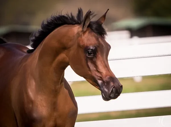 Luxemere Latour as a yearling. Photo by Megan Moore