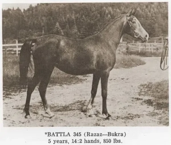 Battla