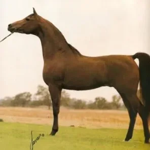 Majestic Bey