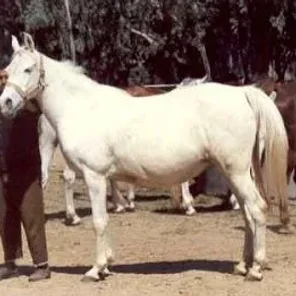 ENAYAH