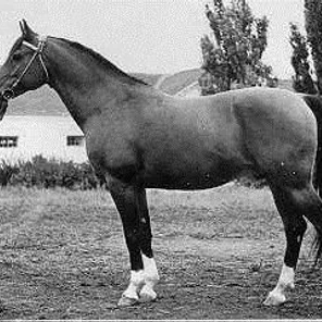 ARAX
