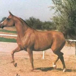 *Arkala