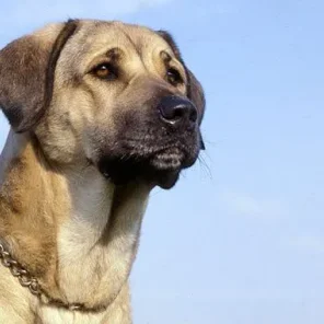 Anatolian Shepherd