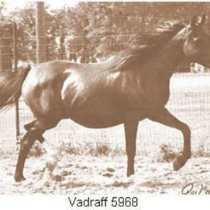 Vadroff