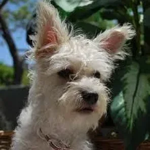 Highland Maltie (Designer Dog)