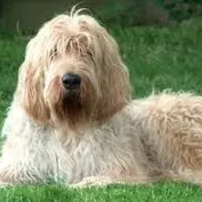 Otterhound
