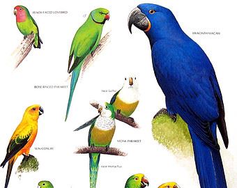 Pet Bird Supplies Checklists - Cockatiels, Lovebirds, Small Parakeets, and Parrotlets