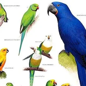 Pet Bird Supplies Checklists - Cockatiels, Lovebirds, Small Parakeets, and Parrotlets