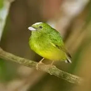 Opal-crowned