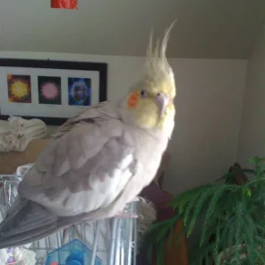 Sammi