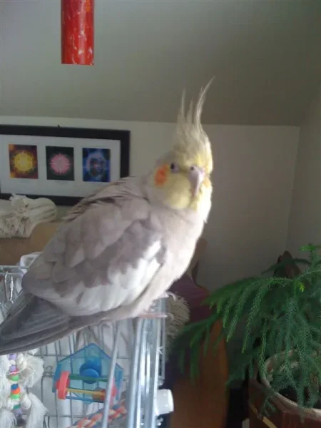 Sammi