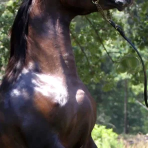 PRINCE VALENTINO MWR