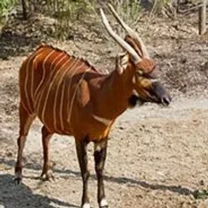 Bongo