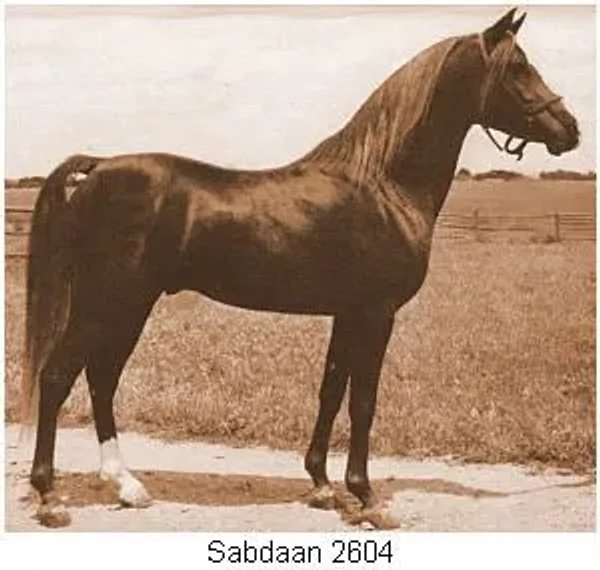 Sabdaan