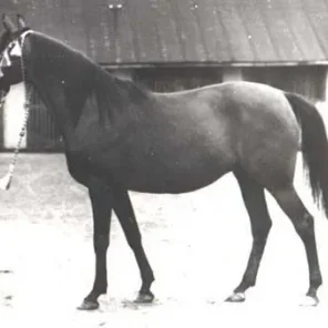 Eleonora