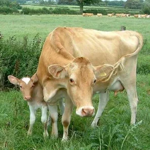 Guernsey