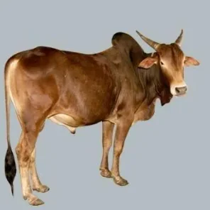 Javari