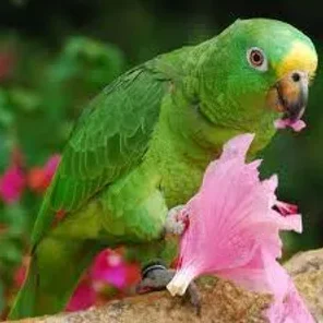 Panama Amazon