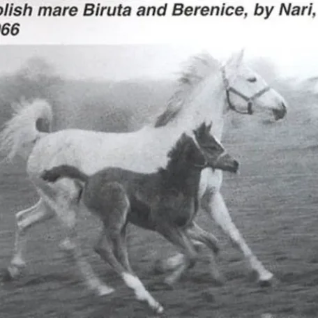 Biruta