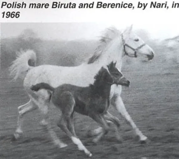 Biruta