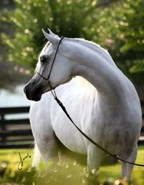 MISSMARWAN