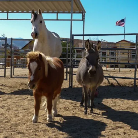 Best buddies
