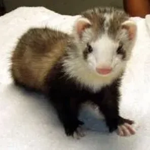 Sable