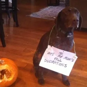 Naughty Dogs