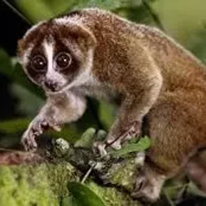 Loris