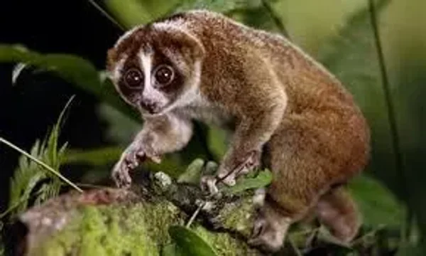 Loris