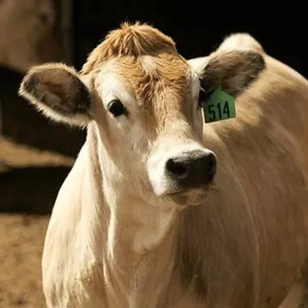 Charlotte Charolais