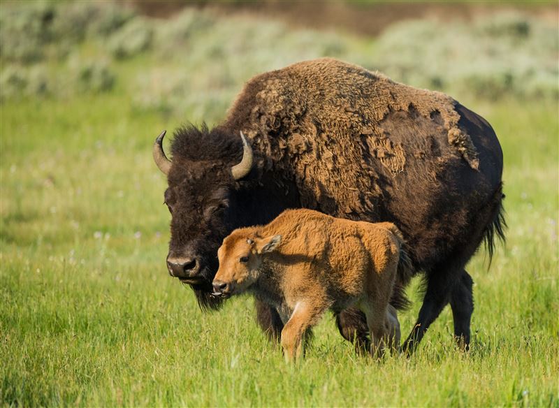 BASIC FACTS ABOUT BISON