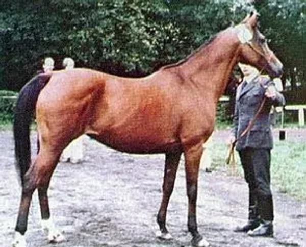 Arba