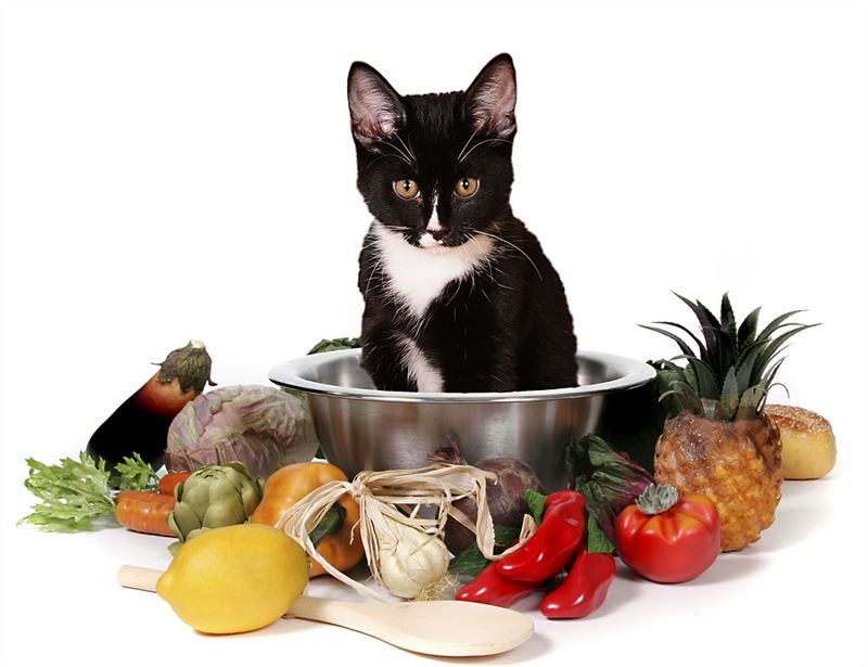 Homemade Diets and Commercial Raw Meat Products