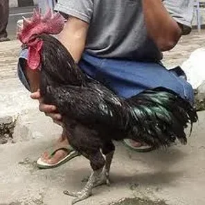 Ayam Kedu