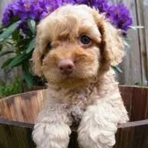 Miniature Labradoodle (Designer Dog)