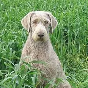 Slovakian Rough-haired Pointer