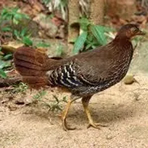 Srilanka Jungle