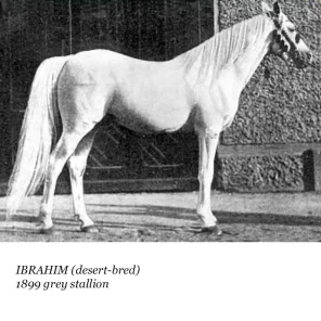 Ibrahim