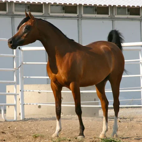 Lady Mystique M
