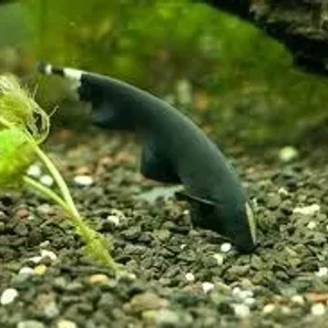 Knifefish