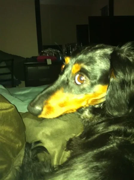 Rudy