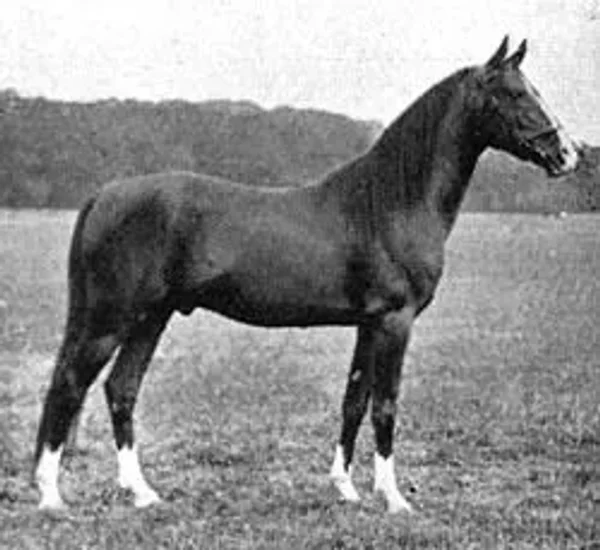Razaz