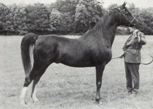 Manto