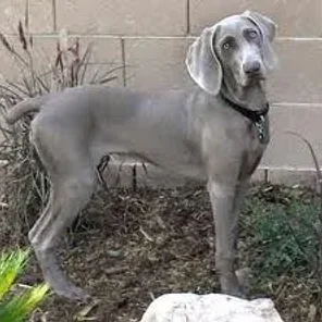 Weimaraner