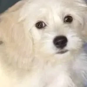 Bologco (Designer Dog)
