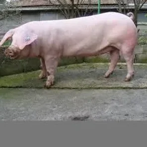 French Landrace