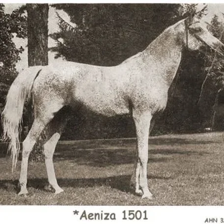 Aeniza