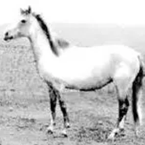 Iomud